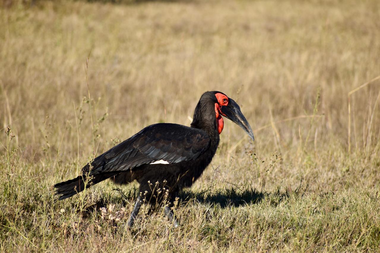 Hornbill sighting