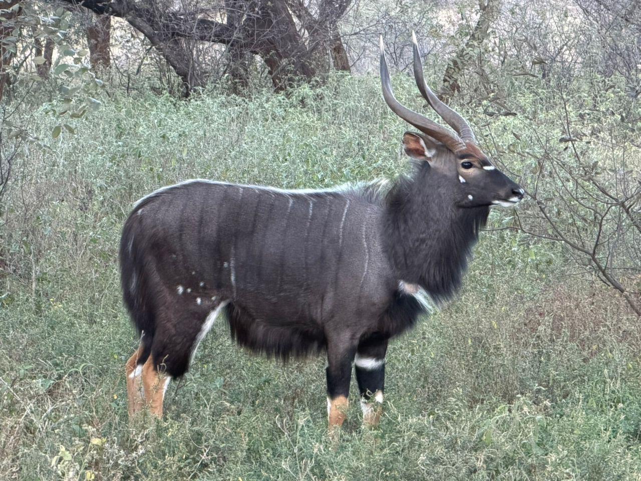 Nyala sighting