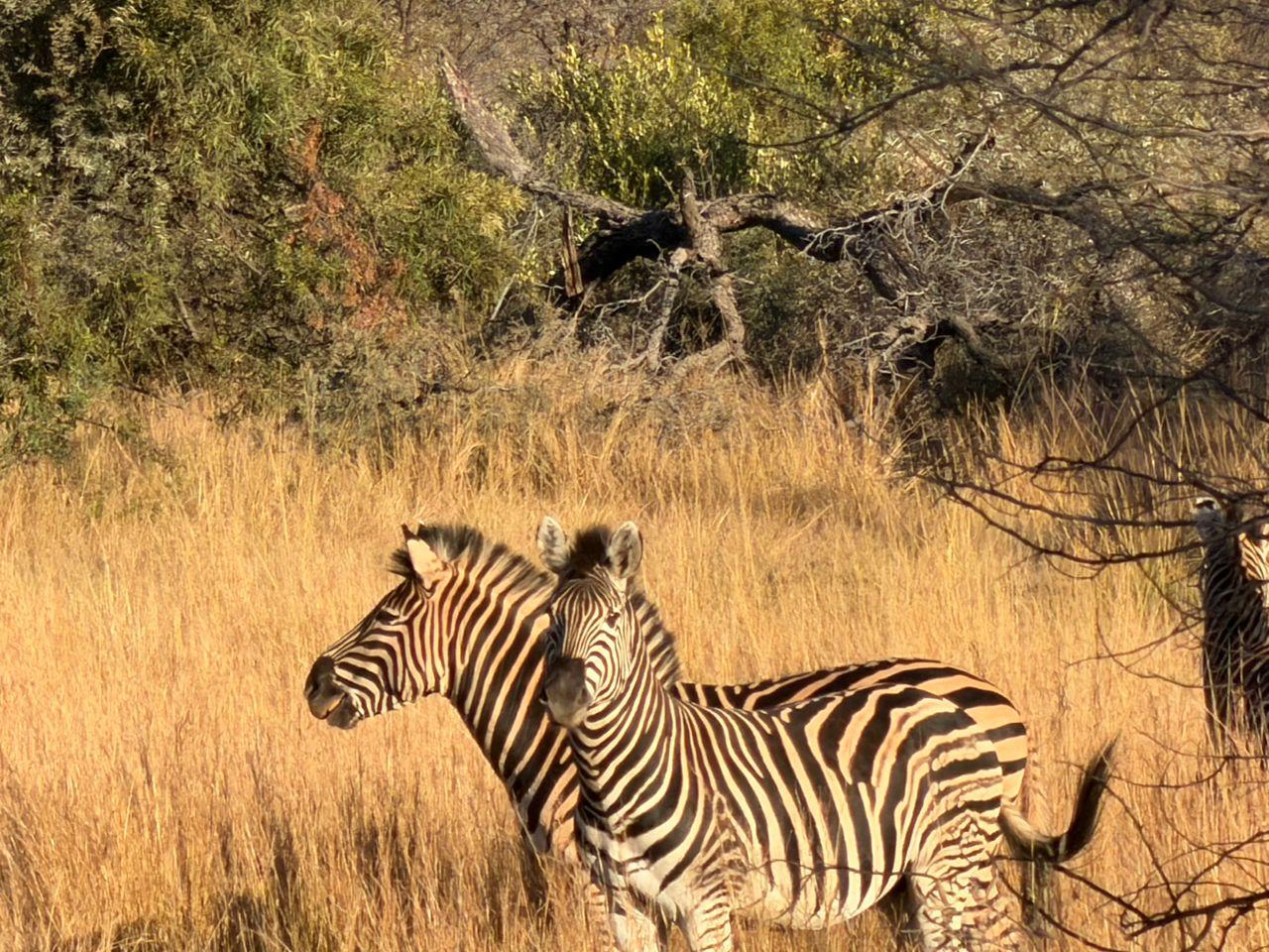 Zebra sighting