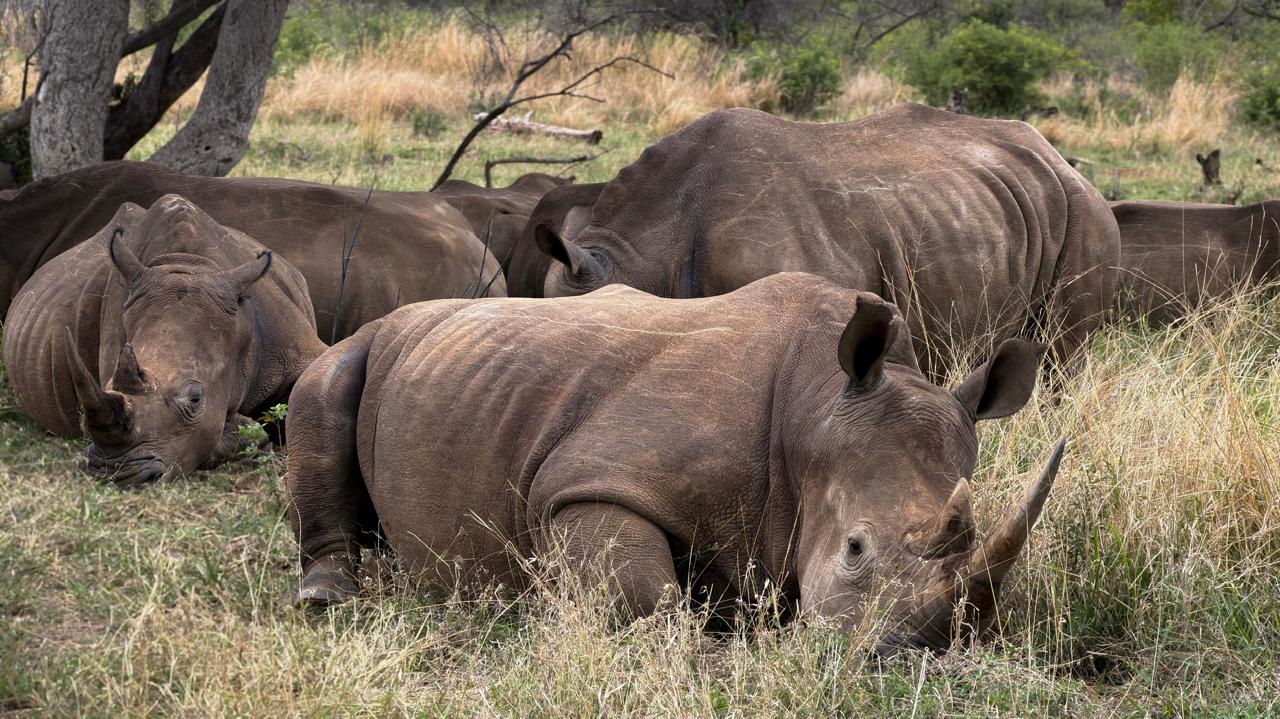 Kruger Signature Luxury Lodge