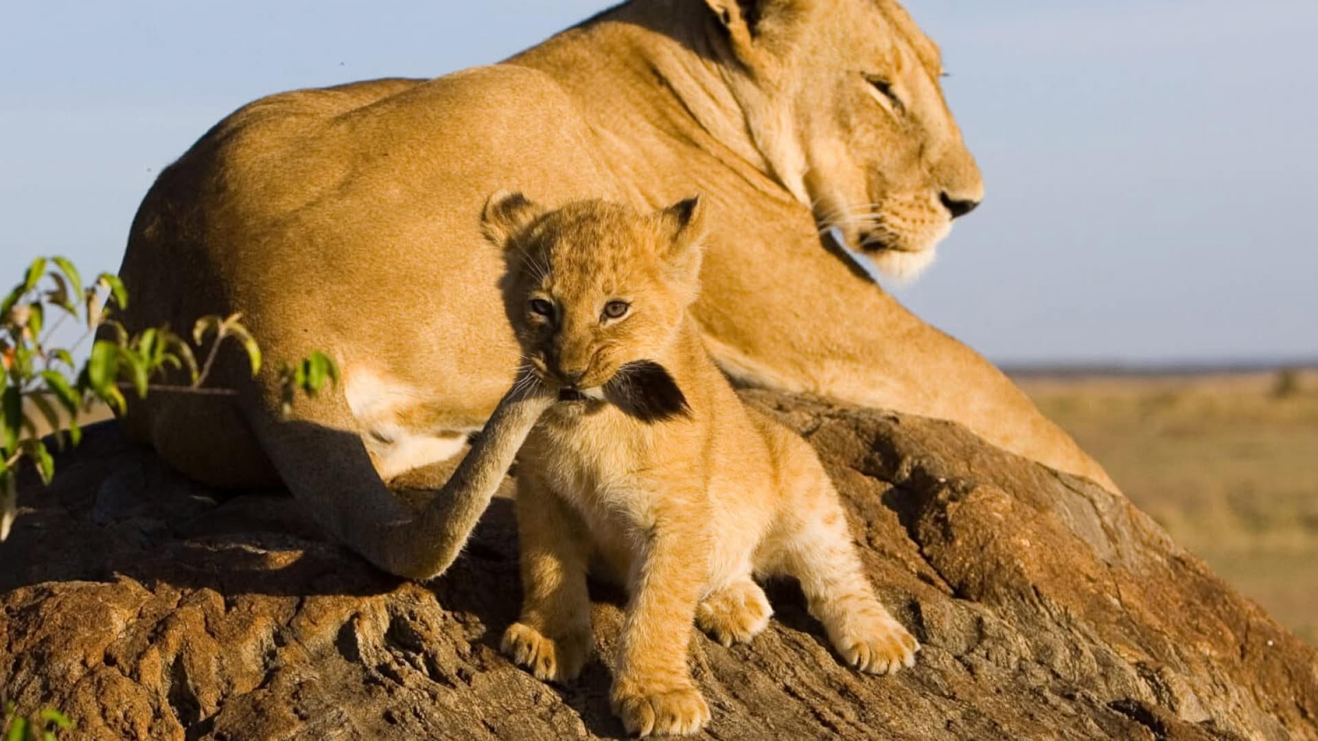 Lion cub sighting