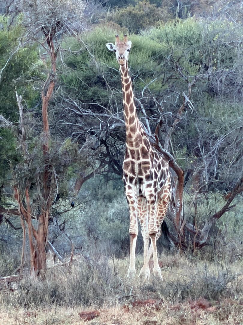 Giraffe sighting
