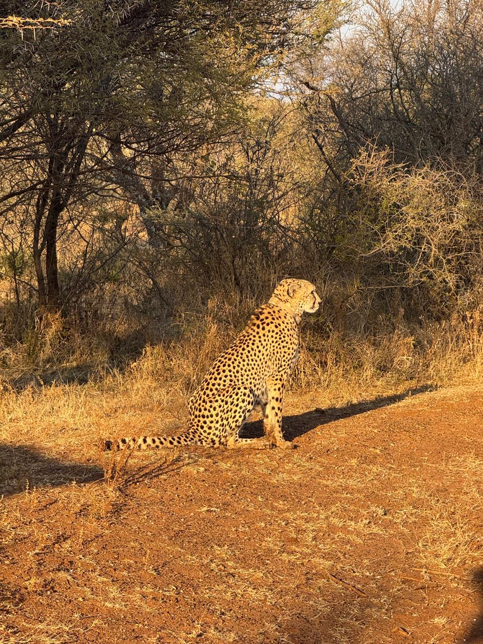Cheetah sighting