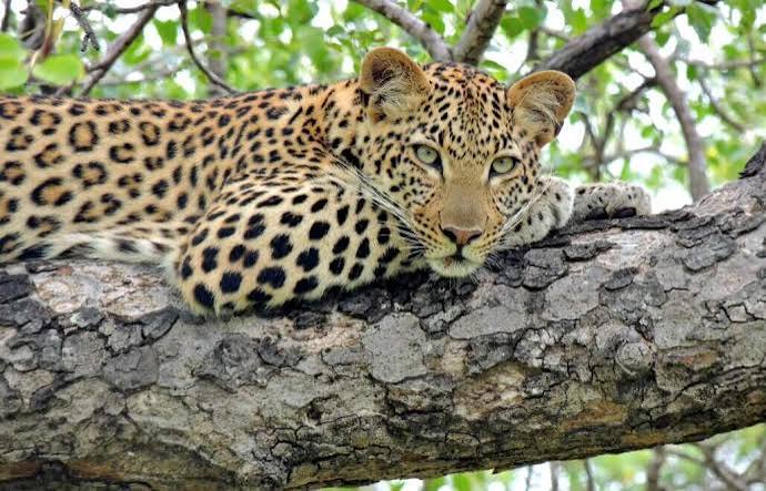 Leopard in the South African bush