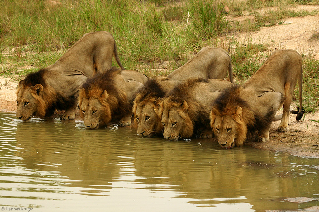 Photographic Safari
